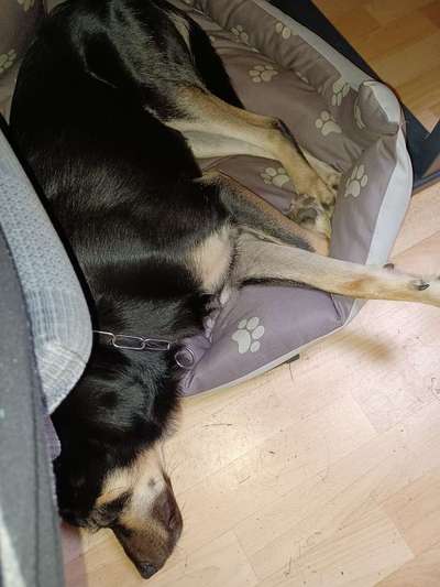 Wie viele Hunde ist für euch genug?-Beitrag-Bild