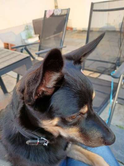 Alles rund um den Schäferhund, diskutieren erwünscht.-Beitrag-Bild