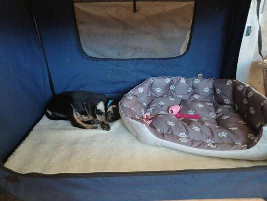 Zu viel Geschiss (Getue) um den Hund?-Beitrag-Bild