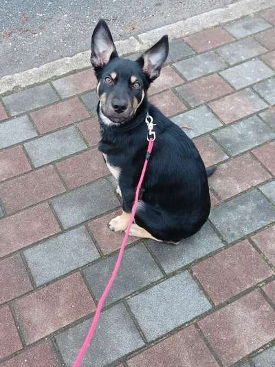 Reinrassige Hunde?-Beitrag-Bild