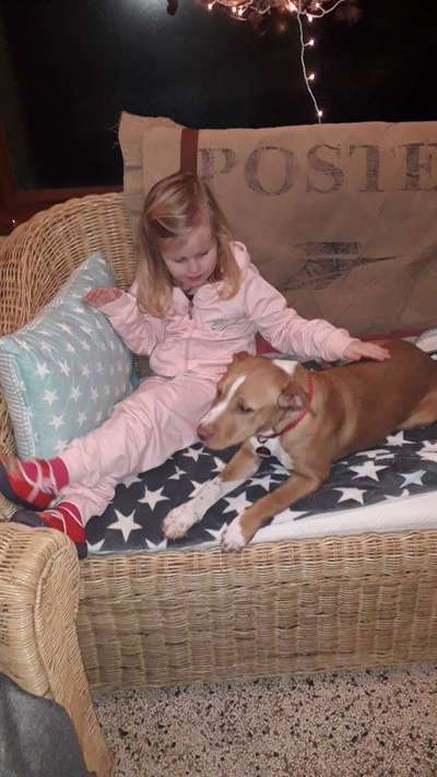 Rassismus bei Hunderassen-Beitrag-Bild