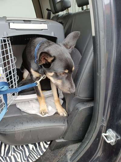 Alles rund um den Schäferhund, diskutieren erwünscht.-Beitrag-Bild