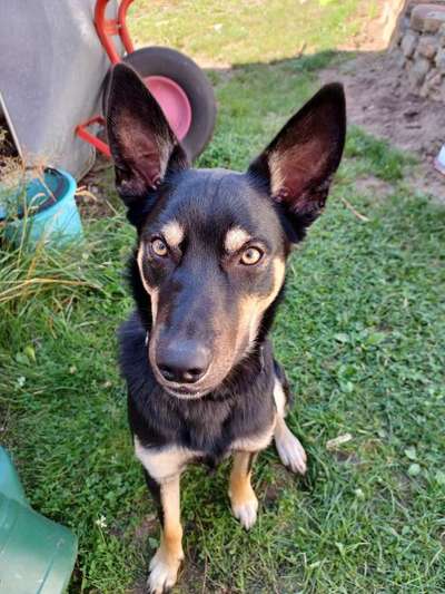 Alles rund um den Schäferhund, diskutieren erwünscht.-Beitrag-Bild