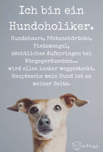 Hunde Memes-Beitrag-Bild