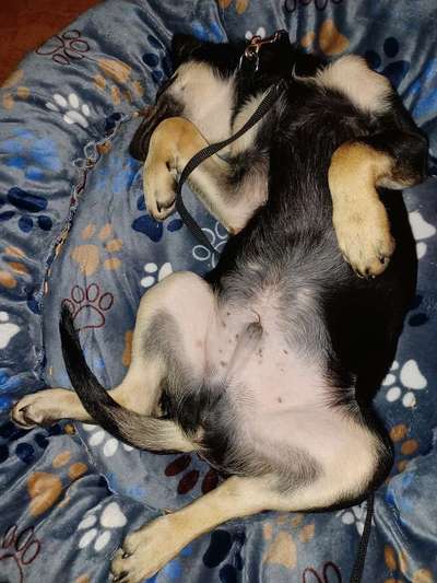 Ungewöhnliche Schlafposition - wie schlafen eure Hunde?-Beitrag-Bild