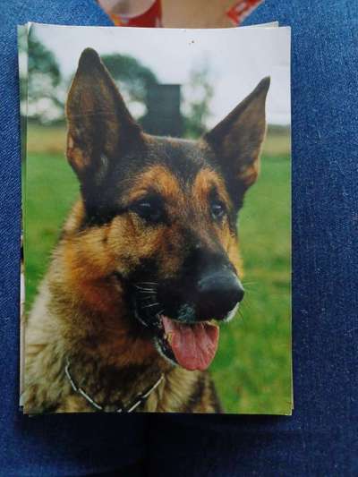 Alles rund um den Schäferhund, diskutieren erwünscht.-Beitrag-Bild