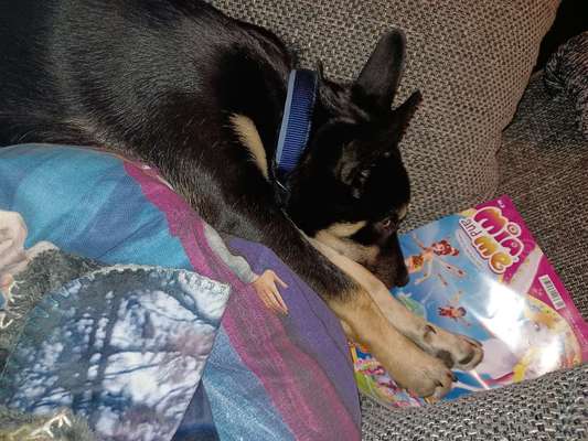 Alles rund um den Schäferhund, diskutieren erwünscht.-Beitrag-Bild