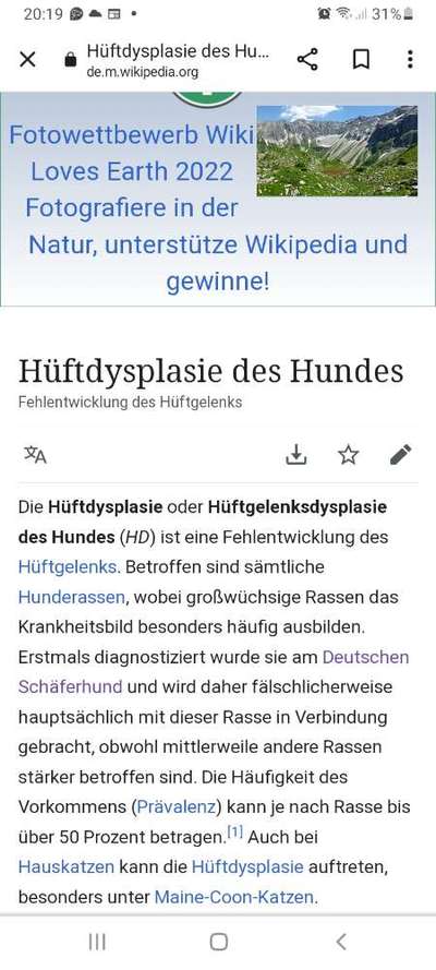 Alles rund um den Schäferhund, diskutieren erwünscht.-Beitrag-Bild