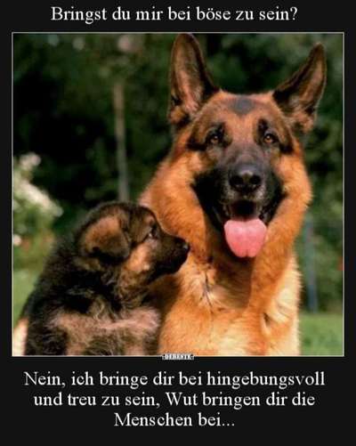 Amstaff Vorurteile - Halter machen Hunde?-Beitrag-Bild