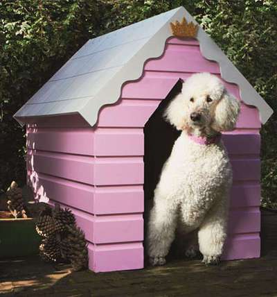 Alles rund um den Schäferhund, diskutieren erwünscht.-Beitrag-Bild