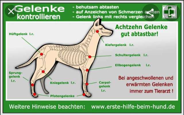 Alles rund um den Schäferhund, diskutieren erwünscht.-Beitrag-Bild