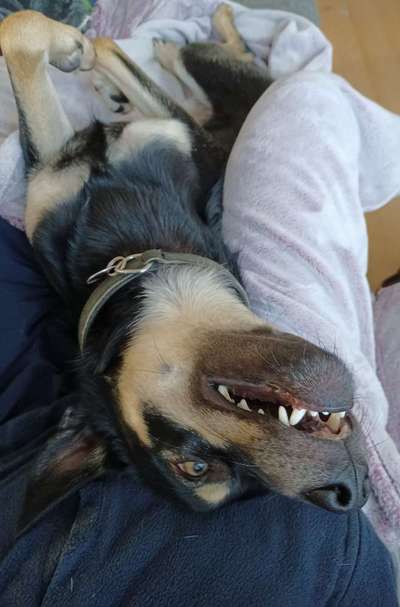 85. Foto Challenge : Schosshund-Beitrag-Bild