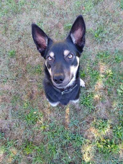 Alles rund um den Schäferhund, diskutieren erwünscht.-Beitrag-Bild