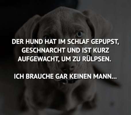Hunde Memes-Beitrag-Bild