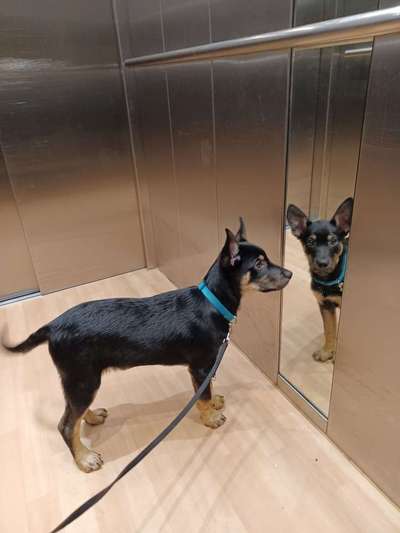 Vom Welpen zum Hund-Beitrag-Bild