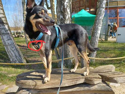 Antizuggeschirr-Beitrag-Bild