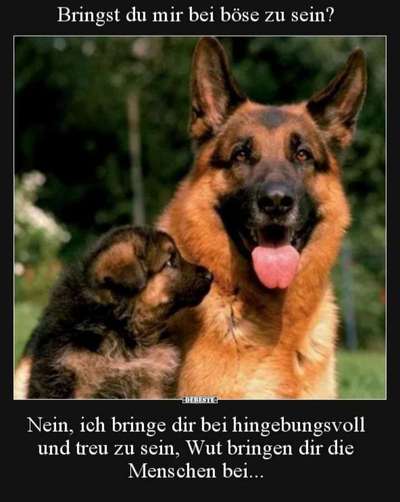 Alles rund um den Schäferhund, diskutieren erwünscht.-Beitrag-Bild