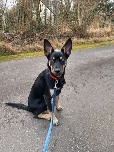 Hund hat ein blaues und ein braunes Auge und ein stehendes und ein hängendes Ohr-Beitrag-Bild