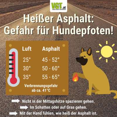 Hundeschuhe im Sommerurlaub-Beitrag-Bild