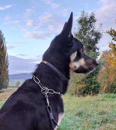 Welches Halsband trägt dein Hund und warum dieses?-Beitrag-Bild