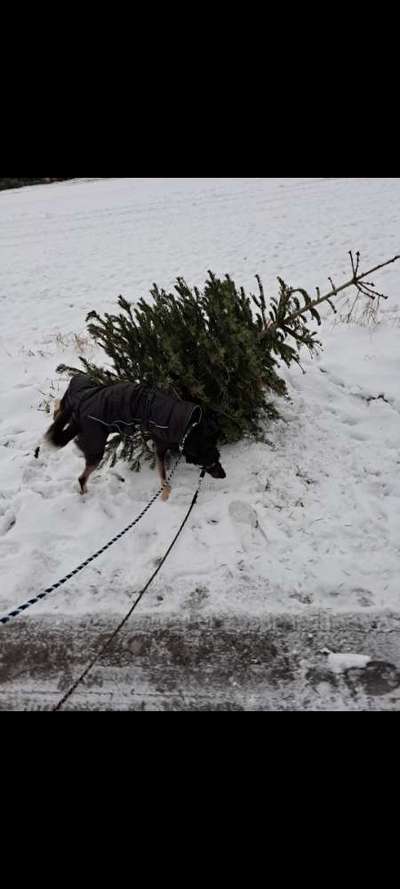 Wie hält man Bernhardiner beim gassi gehen?-Beitrag-Bild