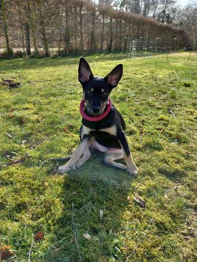 Alles rund um den Schäferhund, diskutieren erwünscht.-Beitrag-Bild