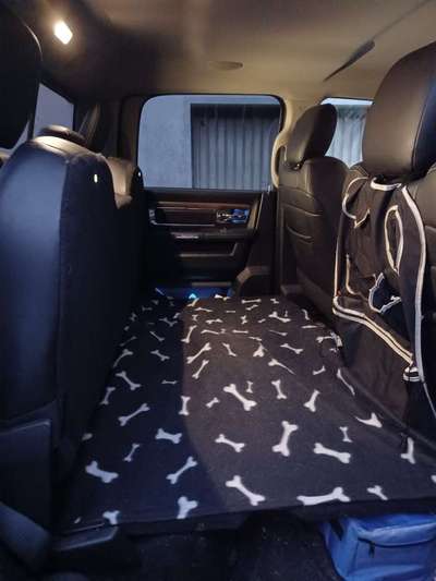 Alles rund um den Schäferhund, diskutieren erwünscht.-Beitrag-Bild