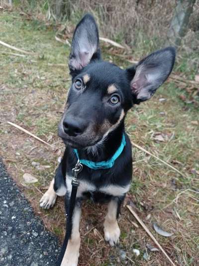 Alles rund um den Schäferhund, diskutieren erwünscht.-Beitrag-Bild