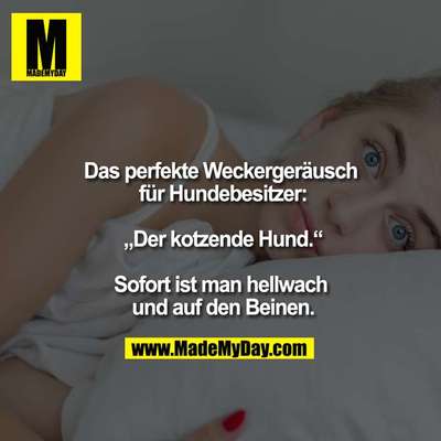 Hunde Memes-Beitrag-Bild