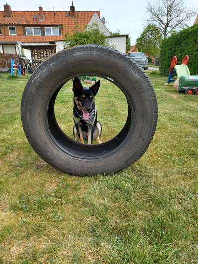 Alles rund um den Schäferhund, diskutieren erwünscht.-Beitrag-Bild
