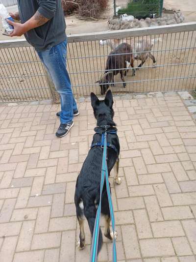 Alles rund um den Schäferhund, diskutieren erwünscht.-Beitrag-Bild