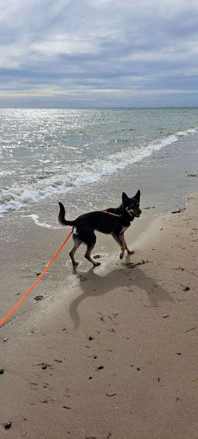 Badeurlaub mit Hund (innerhalb Deutschland)-Beitrag-Bild