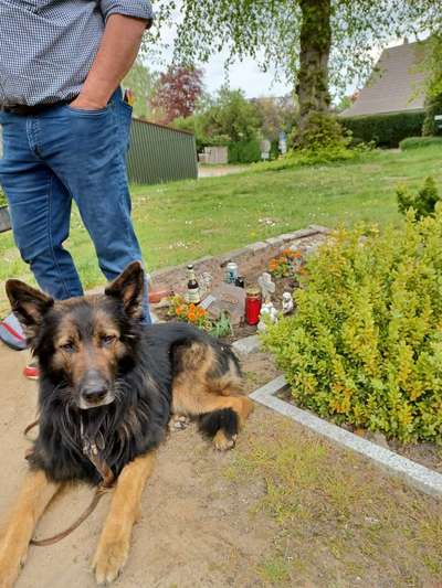 Alles rund um den Schäferhund, diskutieren erwünscht.-Beitrag-Bild