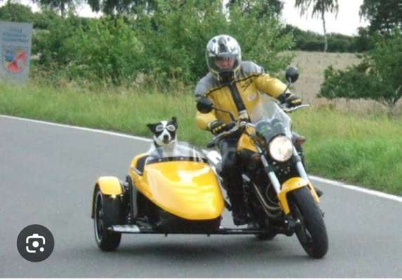 Welches Auto mit welchem Hund-Beitrag-Bild