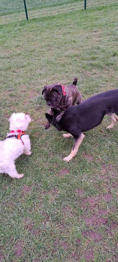 Zwerghunde und die "bösen Grossen"-Beitrag-Bild