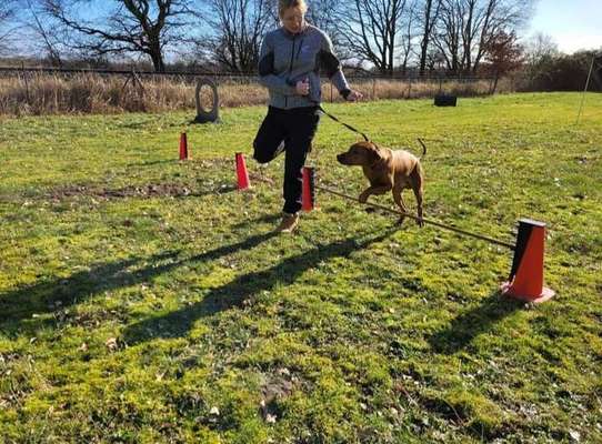 Deutsche Schäferhunde, Belgische Schäferhunde.-Beitrag-Bild