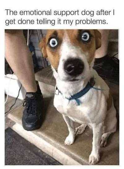 Alles rund um den Schäferhund, diskutieren erwünscht.-Beitrag-Bild