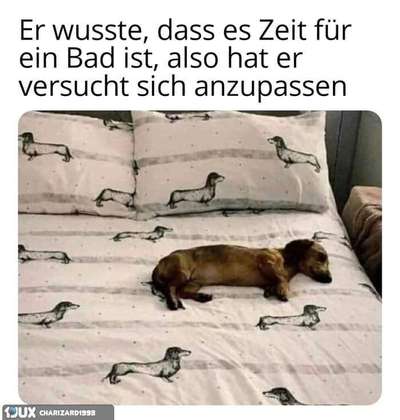 Hunde Memes-Beitrag-Bild