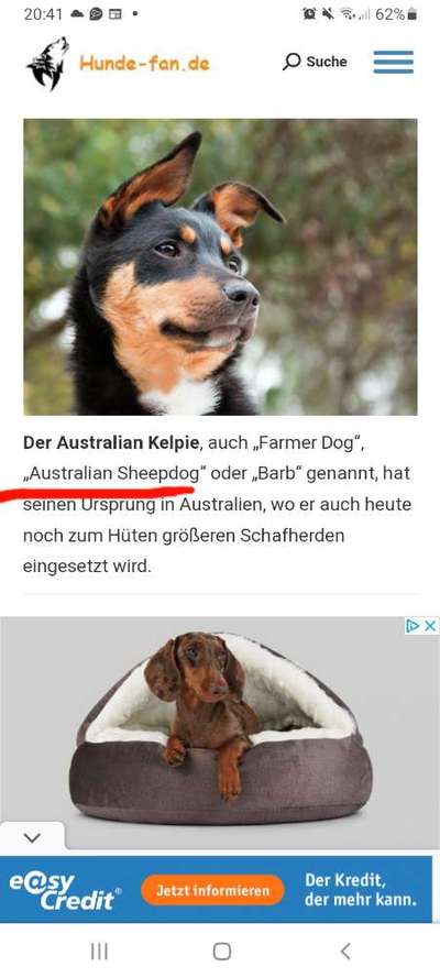 Alles rund um den Schäferhund, diskutieren erwünscht.-Beitrag-Bild