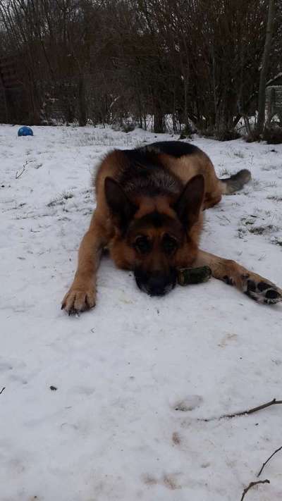 Schäferhund-Beitrag-Bild