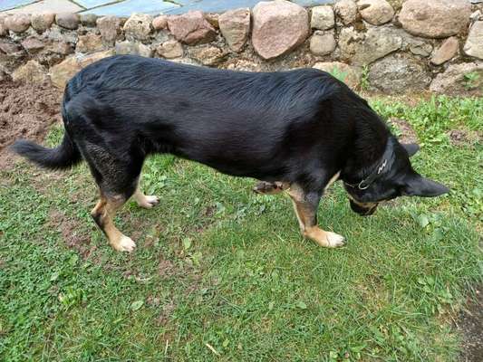 Alles rund um den Schäferhund, diskutieren erwünscht.-Beitrag-Bild