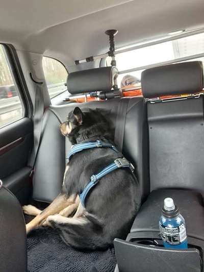 Australian Kelpie-Beitrag-Bild