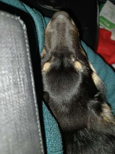 Alles rund um den Schäferhund, diskutieren erwünscht.-Beitrag-Bild