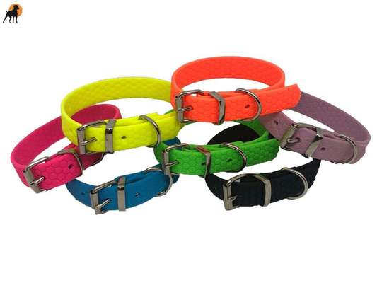 JRT Glatthaar Halsband Scheuerstellen-Beitrag-Bild