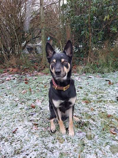 Würdet ihr euch die gleiche Rasse wiederkaufen?-Beitrag-Bild