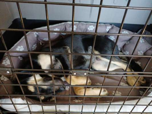 Alles rund um den Schäferhund, diskutieren erwünscht.-Beitrag-Bild