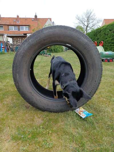 Alles rund um den Schäferhund, diskutieren erwünscht.-Beitrag-Bild