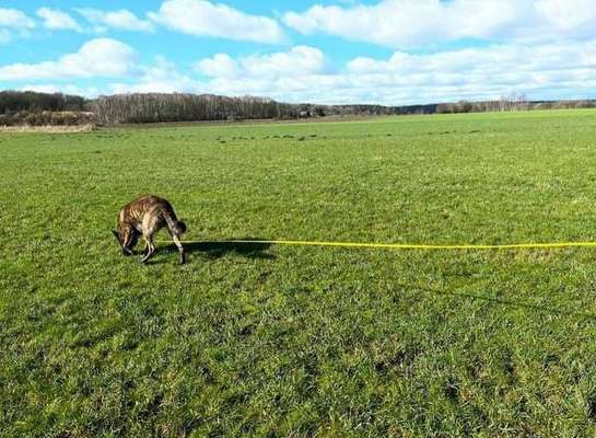 Deutsche Schäferhunde, Belgische Schäferhunde.-Beitrag-Bild