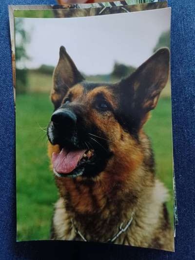 Alles rund um den Schäferhund, diskutieren erwünscht.-Beitrag-Bild