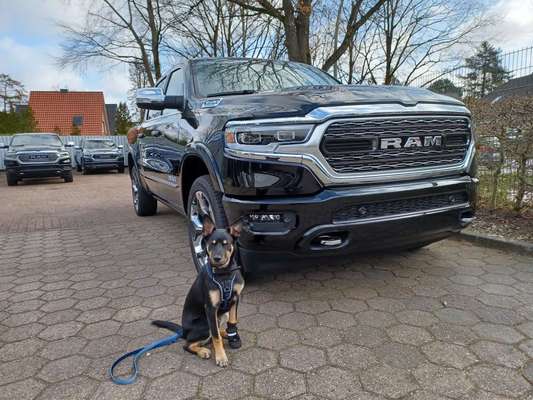 Alles rund um den Schäferhund, diskutieren erwünscht.-Beitrag-Bild